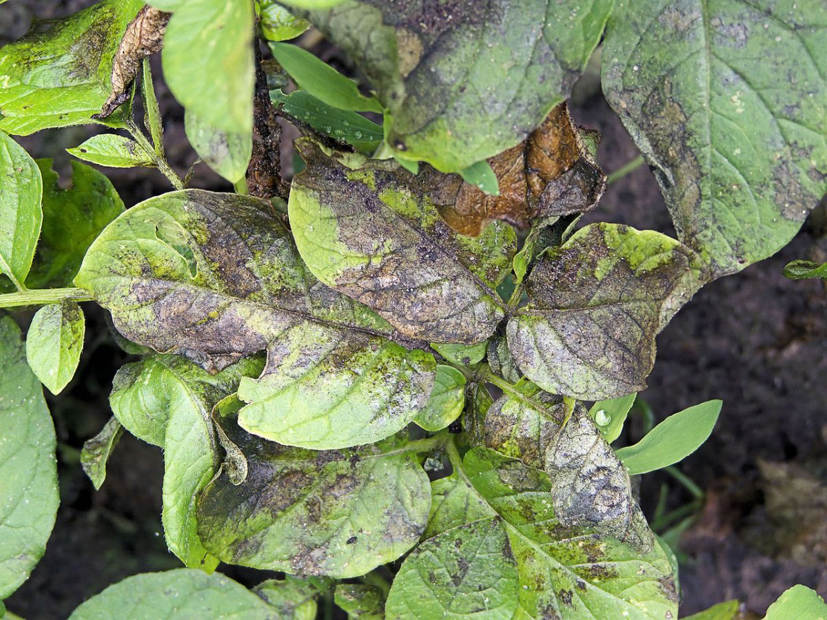 Der größte Feind der Kartoffel: Phytophthora infestans. (Bildquelle: © Rasbak / wikimedia.org / CC BY-SA 3.0)