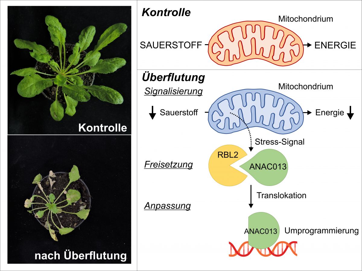 Bei Sauerstoffmangel sendet das Mitochondrium Stress-Signale aus, die eine Anpassungsreaktion auslösen. Eines dieser Signale führt zur Spaltung und Freisetzung des Transkriptionsfaktors ANAC013 durch eine Rhomboid-Protease (RBL2). Der prozessierte ANAC013-Transkriptionsfaktor wandert anschließend in den Zellkern und bindet an die DNA, um Gene anzuschalten. Die Umprogrammierung fördert die Anpassungsreaktion der Pflanzen.
