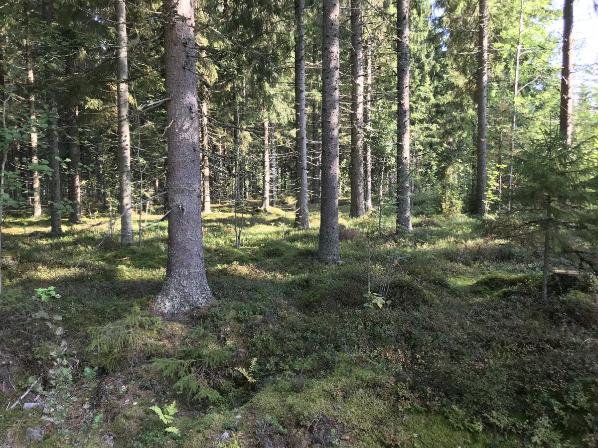 Wald in Finnland: Bei der Förderinitiative „Bioeconomy in the North” rücken regionale Rohstoffe und Gegebenheiten im Norden Europas in den Fokus. (Bildquelle: © Pflanzenforschung.de)
