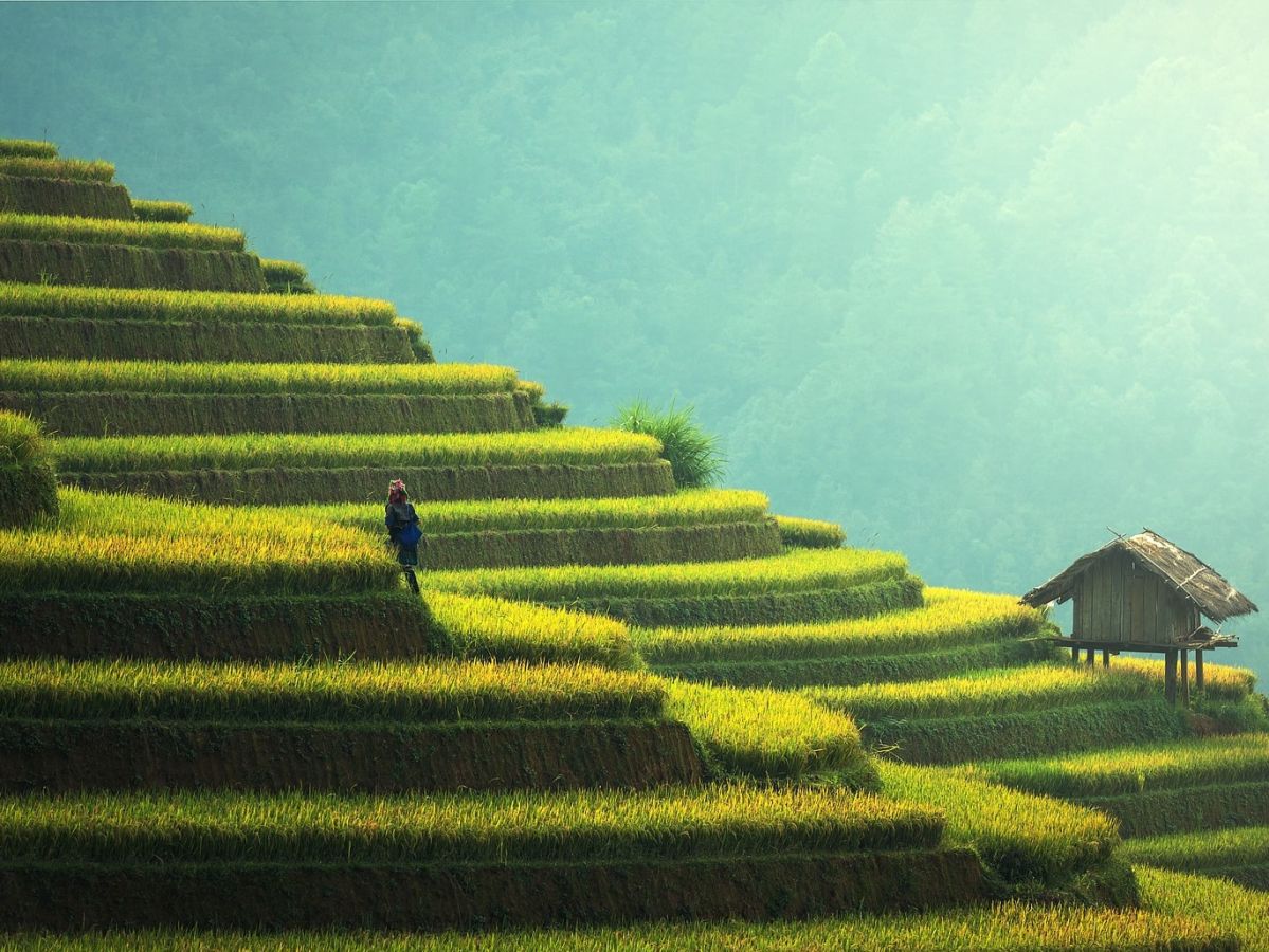 Reis ernährt mehr als 3 Milliarden Menschen täglich. (Bildquelle: © pixabay; CC0)