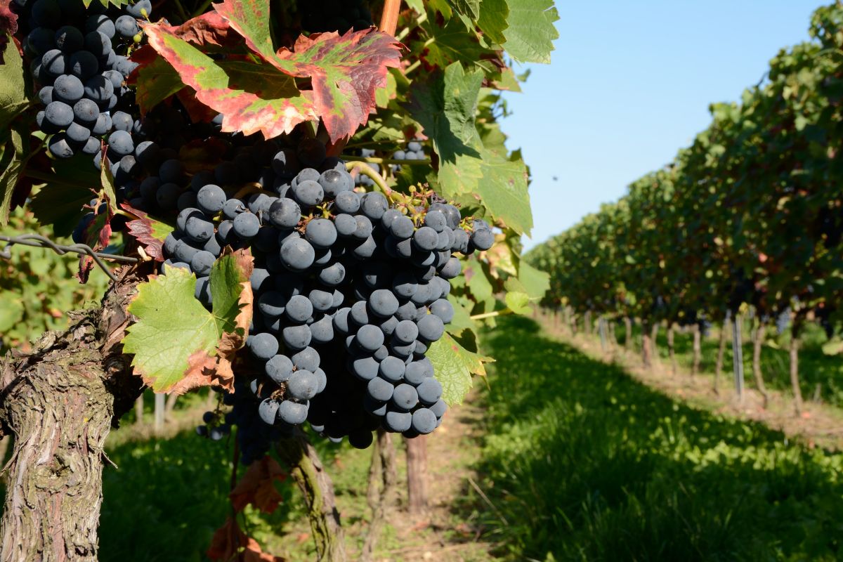 Jede Weinbauregion ist durch ihren Terroir gekennzeichnet – einer Mischung aus Bodenbeschaffenheit, klimatischen Verhältnissen und Anbaugewohnheiten. So soll die charakteristische Note eines Weins zustande kommen.