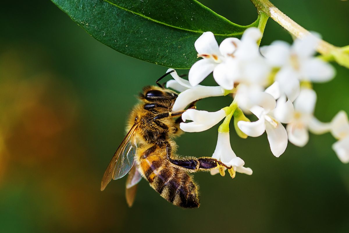 Viele Tiere übernehmen für den Menschen lebenswichtige Aufgaben in der Natur. Ohne Bienen würden viele unserer Nahrungspflanzen keine Früchte tragen.
