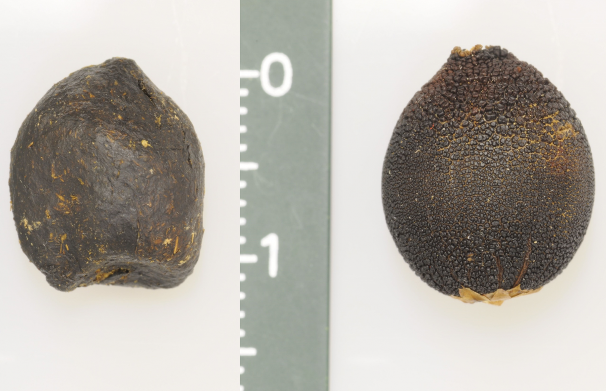 Die perfekte Täuschung: Die Samen der Pflanze Ceratocaryum argenteum (rechts) sehen dem Kot des Buntbocks (links) nicht nur ähnlich - sie sondern auch ähnliche Duftstoffe ab und täuschen so ahnungslose Mistkäfer.