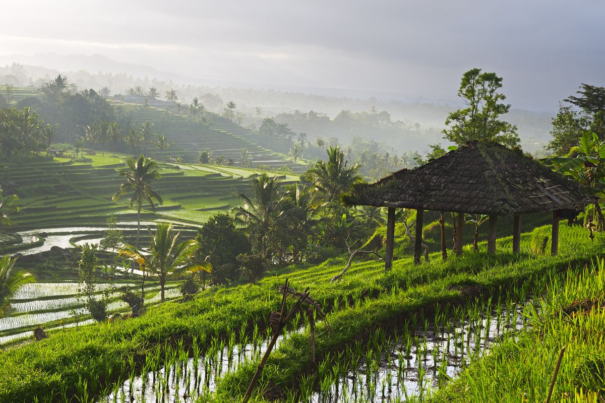 Weltweit werden über 80 Prozent der Reispflanzen im Nassanbau kultiviert, wie hier in Bali (Indonesien). 