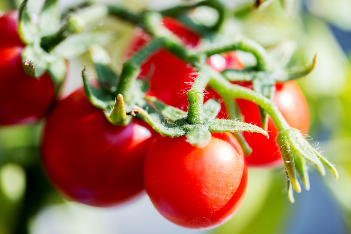 Am Stielansatz der Tomatenfrüchte ist ein Gelenk zu sehen. Dieses Gelenk fungiert als eine Art Sollbruchstelle. Sind die Früchte reif, gibt das Gelenk nach und bricht - eine Eigenschaft, die der Ernte nicht gerade zuträglich ist. 