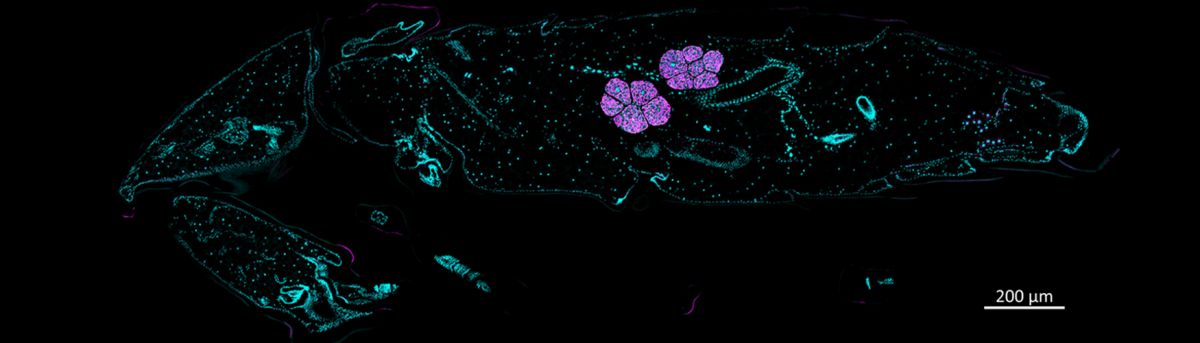 Schnitt durch die Puppe eines Getreideplattkäfers: Das Bild zeigt die Organe, die symbiotische Bakterien enthalten. Der Symbiose-Partner vom Stamm Bacteroidetes wurde auf der Abbildung rosa eingefärbt.
