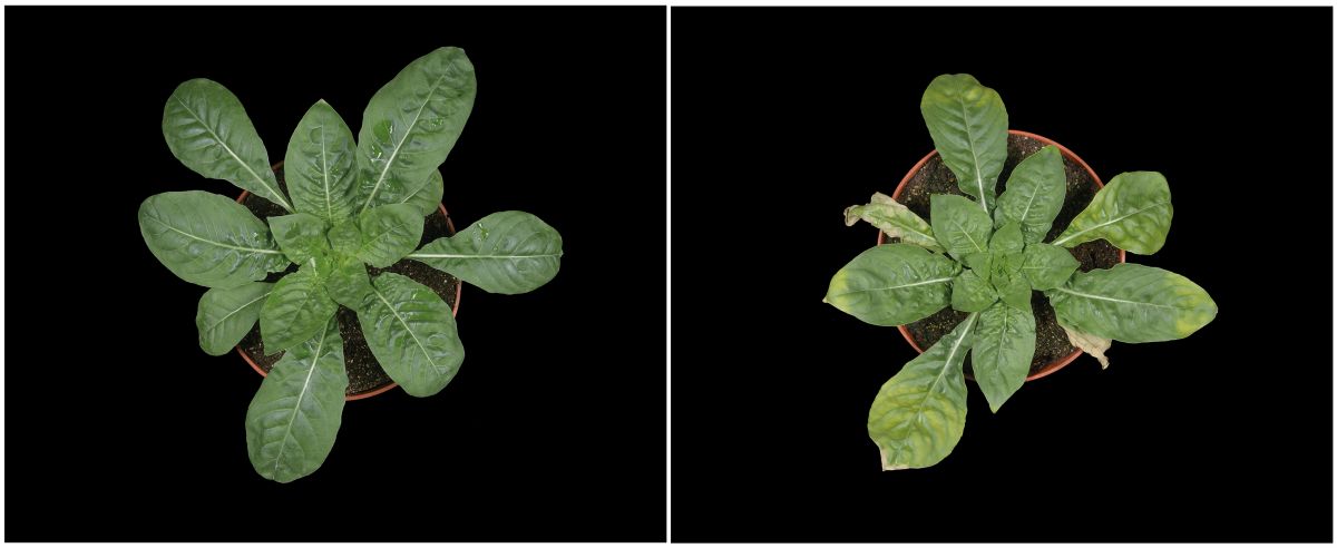 Die Blattfarbe von inkompatiblen Nachtkerzen verändert sich lichtabhängig. Bei schwachem Licht (links) erscheint die Hybride normal. Bei stärkerem Licht (rechts) erleidet sie einen Lichtschaden, der auf eine gestörte Photosynthese zurückzuführen ist.
