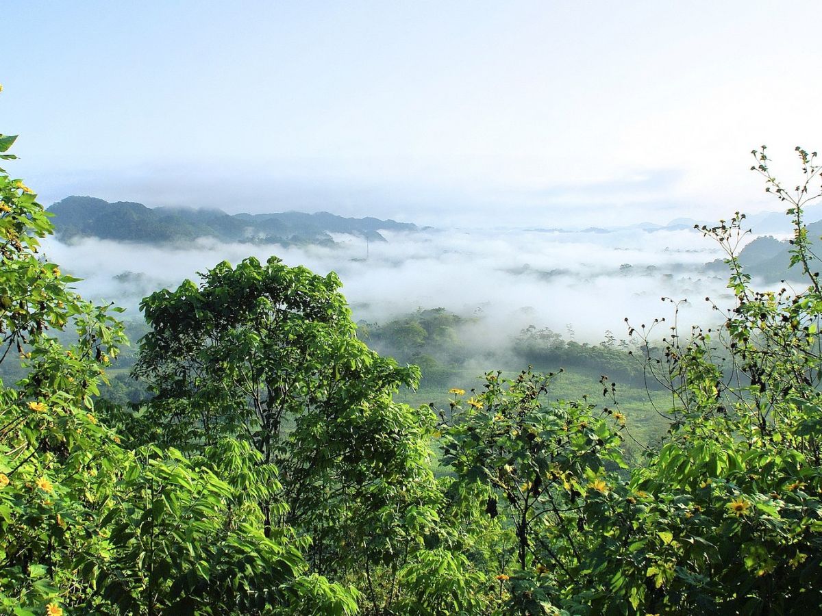 Das Ökosystem des Amazonas-Regenwaldes ist weltweit einzigartig. Es beherbergt eine große Diversität von Tier- und Pflanzenarten und ist als CO2-Speicher unverzichtbar für den Kampf gegen den Klimawandel.
