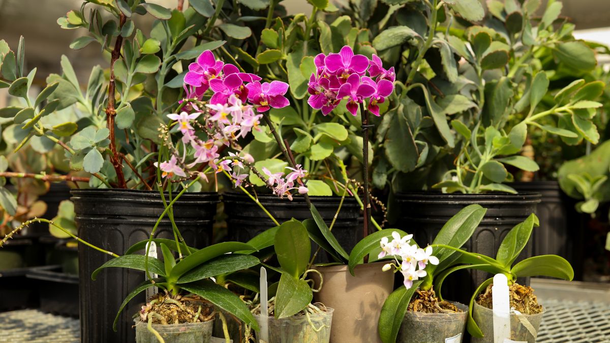 Sukkulenten wie die Orchidee Phalaenopsis equestris (vorne) oder Kalanchoë fedtschenkoi (hinten) sind sehr trockentolerant. (Bildquelle: © Jason Richards/Oak Ridge National Laboratory, US Deptartment of Energy)