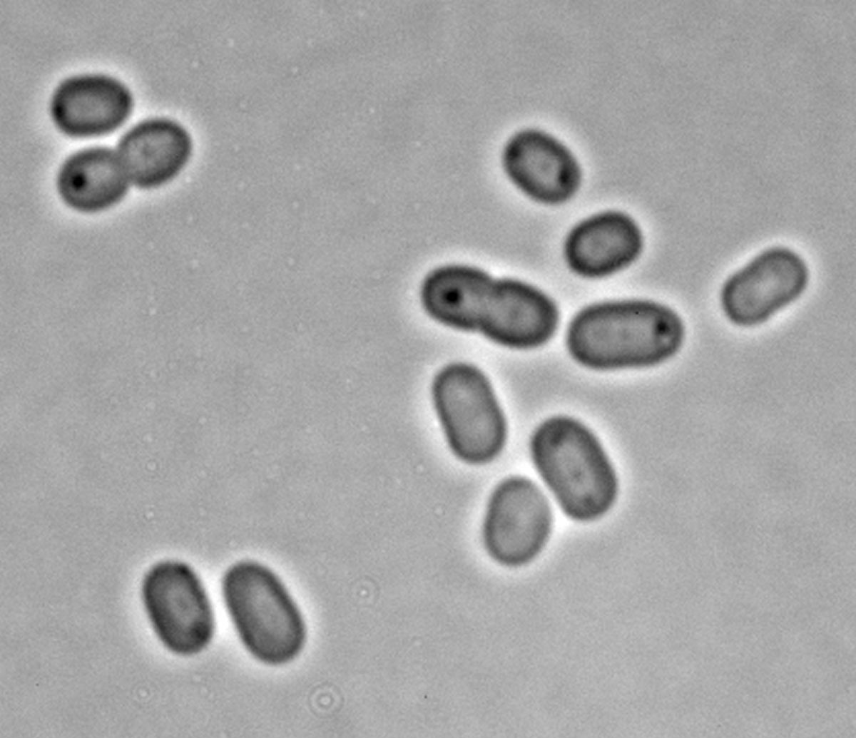 Obwohl Cyanobakterien zu den Bakterien gehören, zeichnen sie sich jedoch durch die Fähigkeit aus, Photosynthese zu betreiben (hier: eine Art aus der Gattung Synechococcus).
