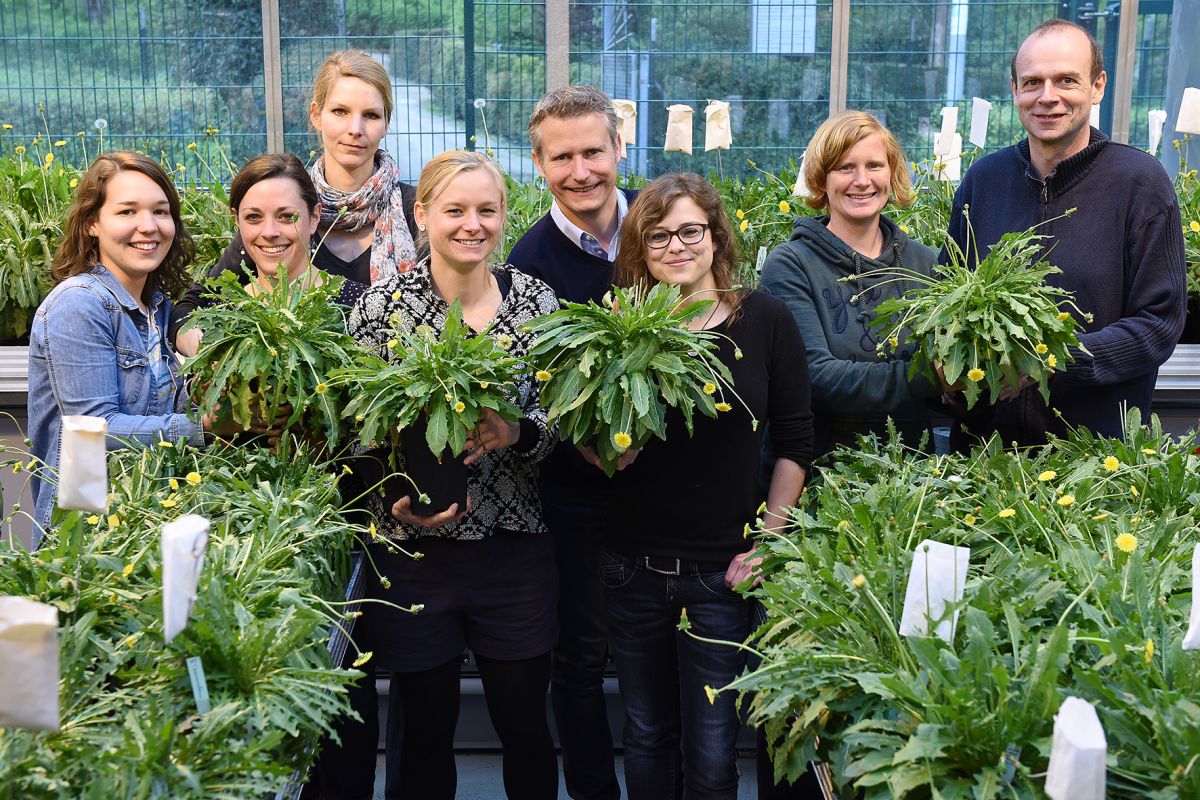 Das Forscher-Team aus Münster mit ihrem Untersuchungsobjekt, dem russischen Löwenzahn: Sie haben mit Kollegen Proteine identifiziert, die eine zentrale Rolle bei der Kautschukproduktion in der Pflanze spielen.