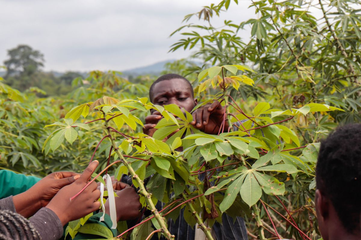 Die ersten Feldversuche mit möglicherweise ertragreicheren Maniok-Pflanzen fanden in Nigeria und Taiwan statt.
