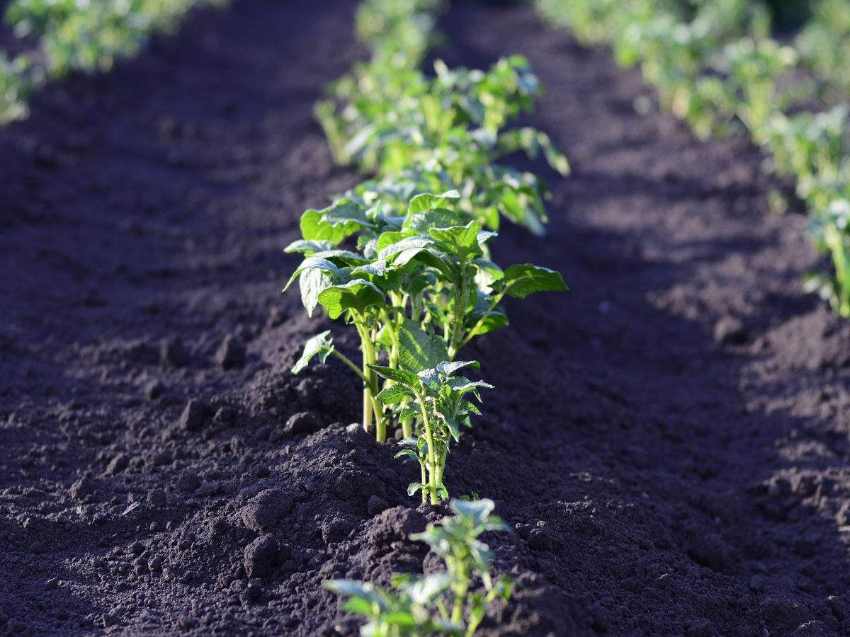 Kartoffeln sind genügsam und wachsen auch auf trockenen, salzigen Böden. Studien zeigen, dass die Kartoffel so zu einer höheren Ernährungssicherheit weltweit beitragen könnte.
