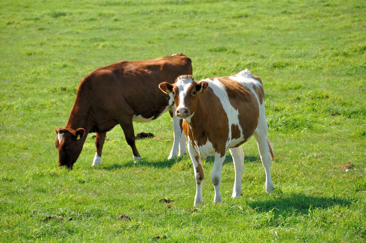 Rinder produzieren als Wiederkäuer eine erhebliche Menge des Treibhausgases Methan, das 28mal stärker wirkt als CO2. (Bildquelle: © Pixabay/CC0)