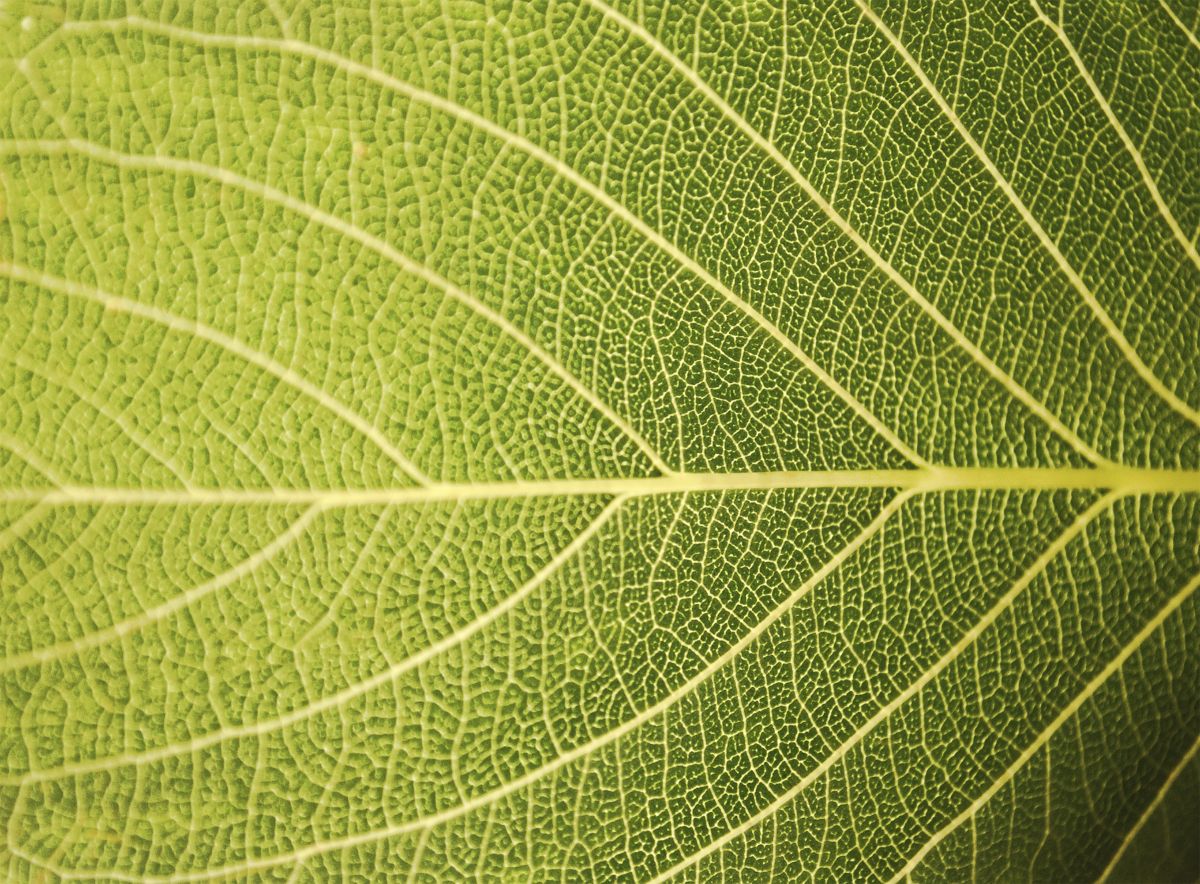 Ausgebildetes Pflanzenblatt. (Quelle: © iStock.com/ radoma)