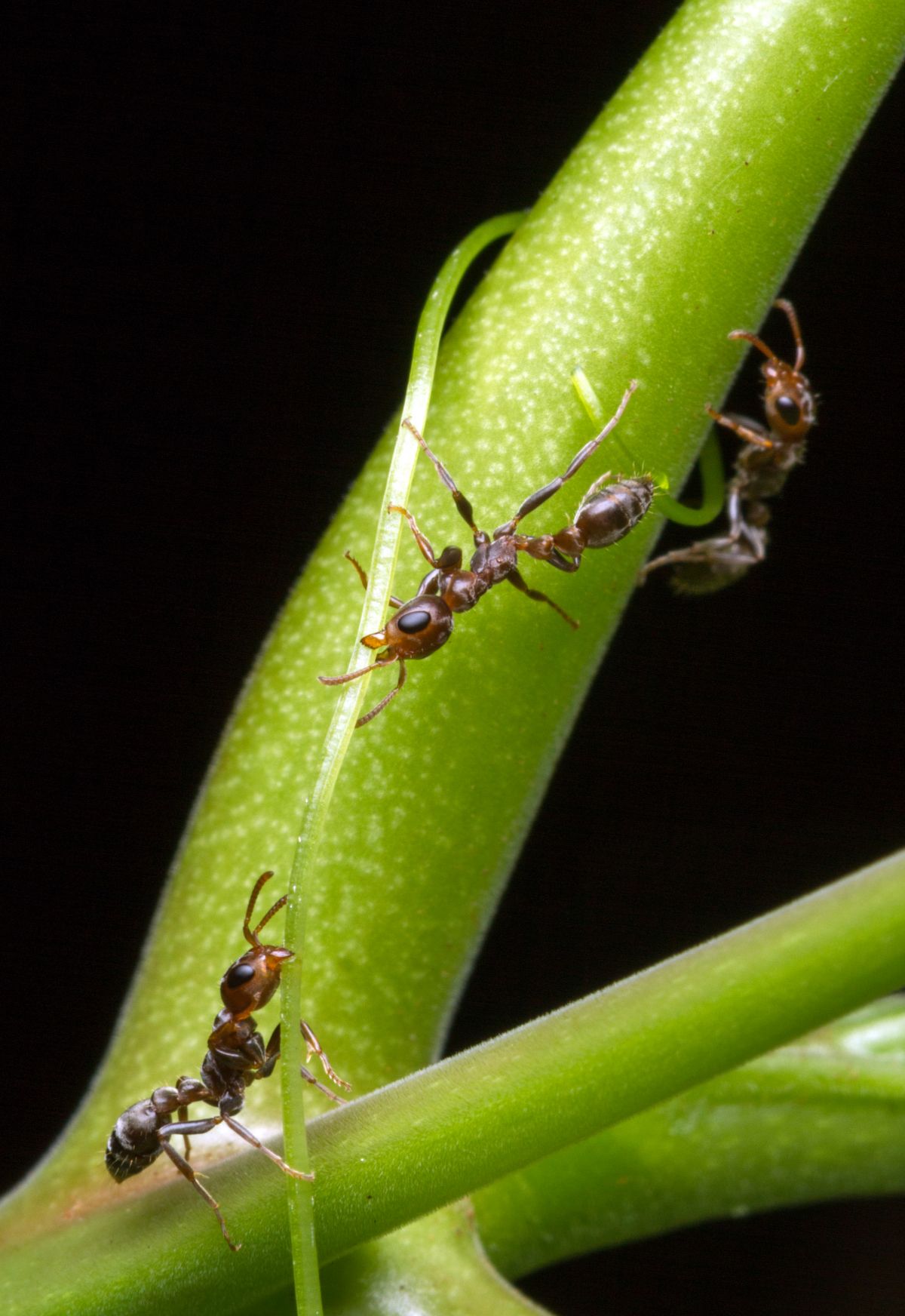 Diese Ameisen gehen mit Pflanzen eine enge Beziehung ein, die zu beideseitigem Nutzen ist: Die Ameisen verteidigen die Pflanze und bekommen im Gegenzug Nahrung und einen sicheren Platz zum Leben.
