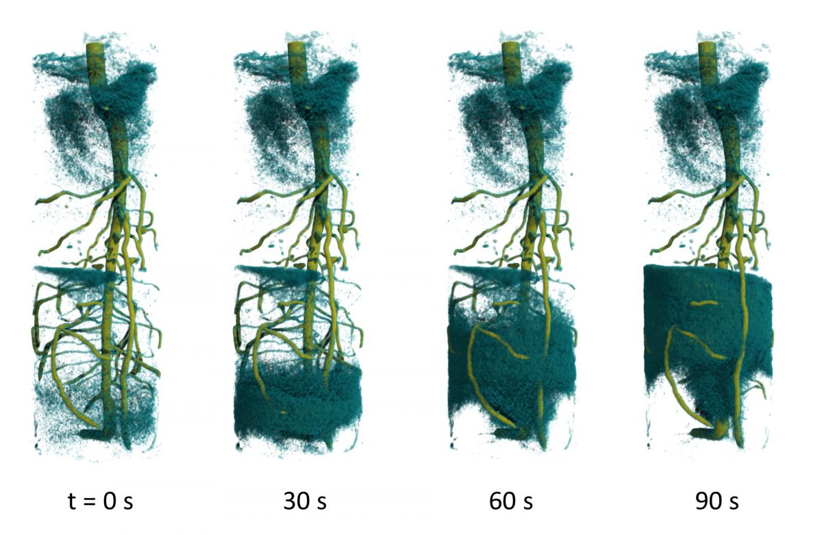 Die 3D-Neutronentomografie zeigt den Aufstieg von deuteriertem Wasser im Wurzelsystem einer Lupinenpflanze. (Bildquelle: © C. Tötzke/Uni Potsdam) 