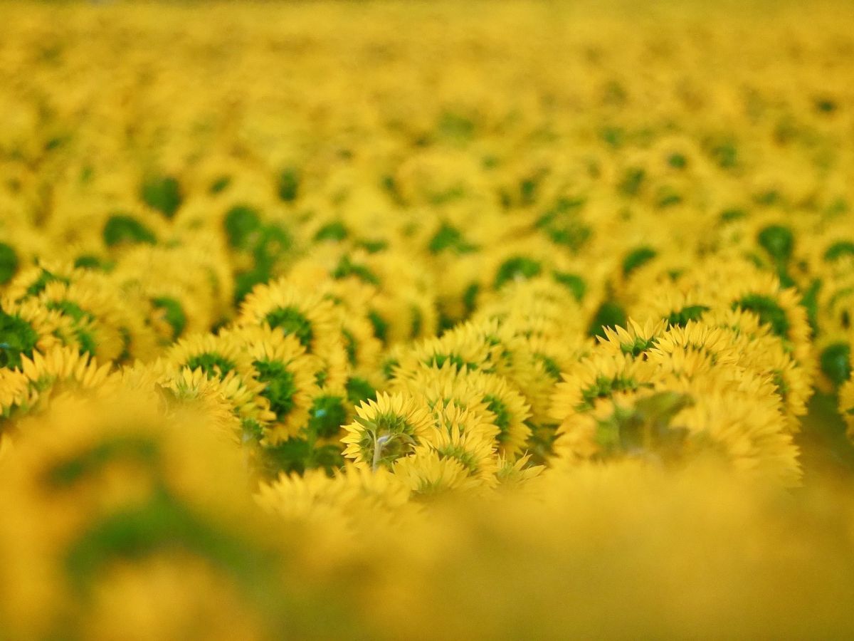 Sonnenblumen bis zum Horizont. Wäre Vielfalt da nicht besser? (Bildquelle: © dozemode / Pixabay)
