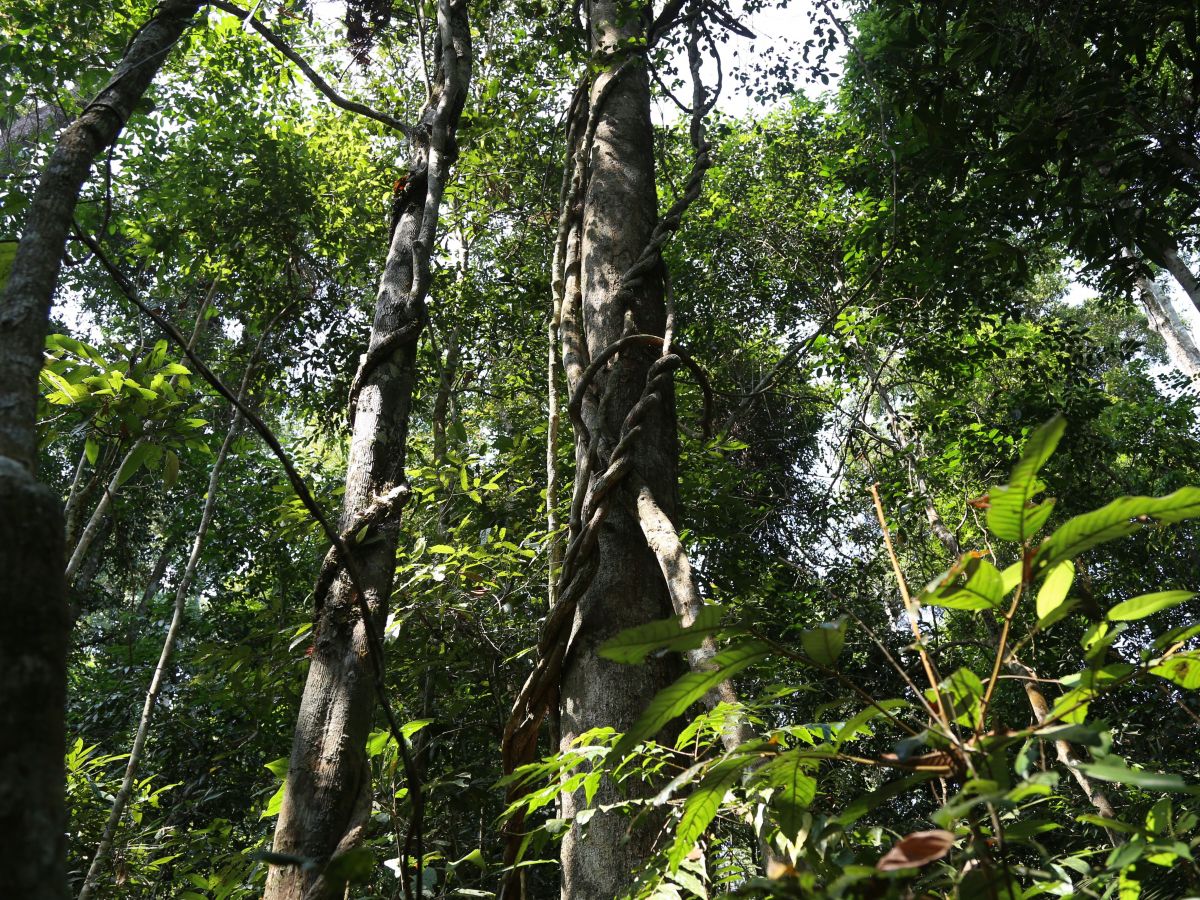 Der Mo Singto Wald in Thailand ist eine wichtige Forschungsstätte für ökologische Studien in den Tropen.
