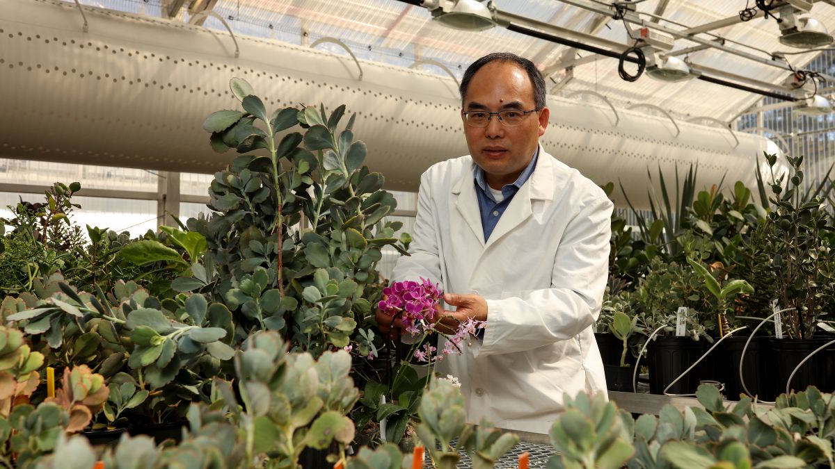 Um Nutzpflanzen besser an trockene Umweltbedingungen anzupassen, haben Wissenschaftler um Xiaohan Yang den CAM Stoffwechsel besonders trockentoleranter Pflanzen untersucht.