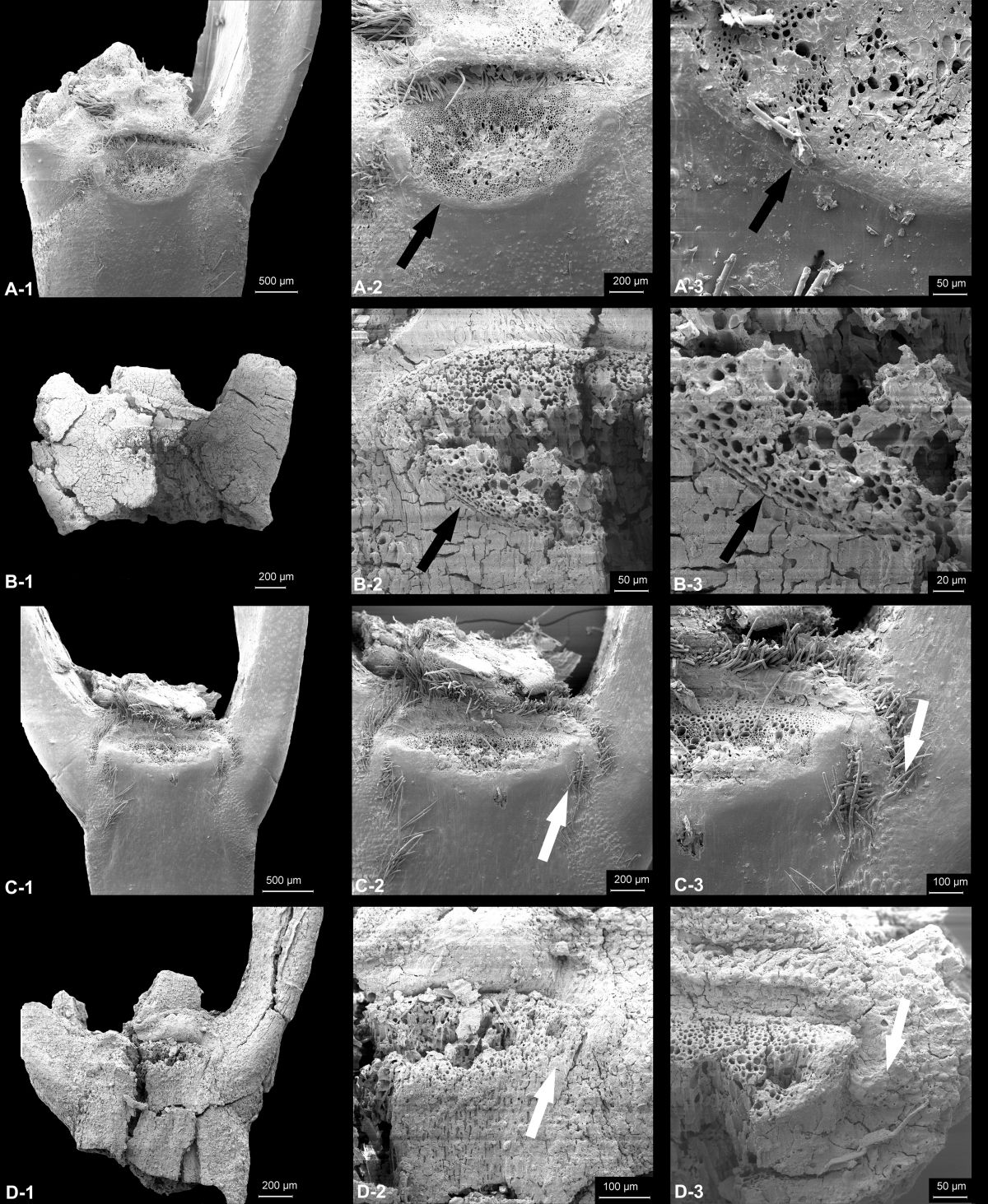 Archäobotanische Funde von wildem (B) und domestizierten Emmer (D), die modernen Samen gegenüber gestellt werden (A und C). (Abbildung: © Simone Riehl)