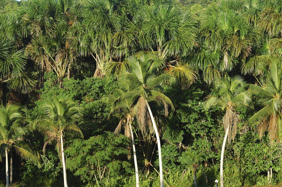 Tropische Regenwälder wie der Amazonas-Regenwald sind wichtige und unverzichtbare CO2 Speicher.