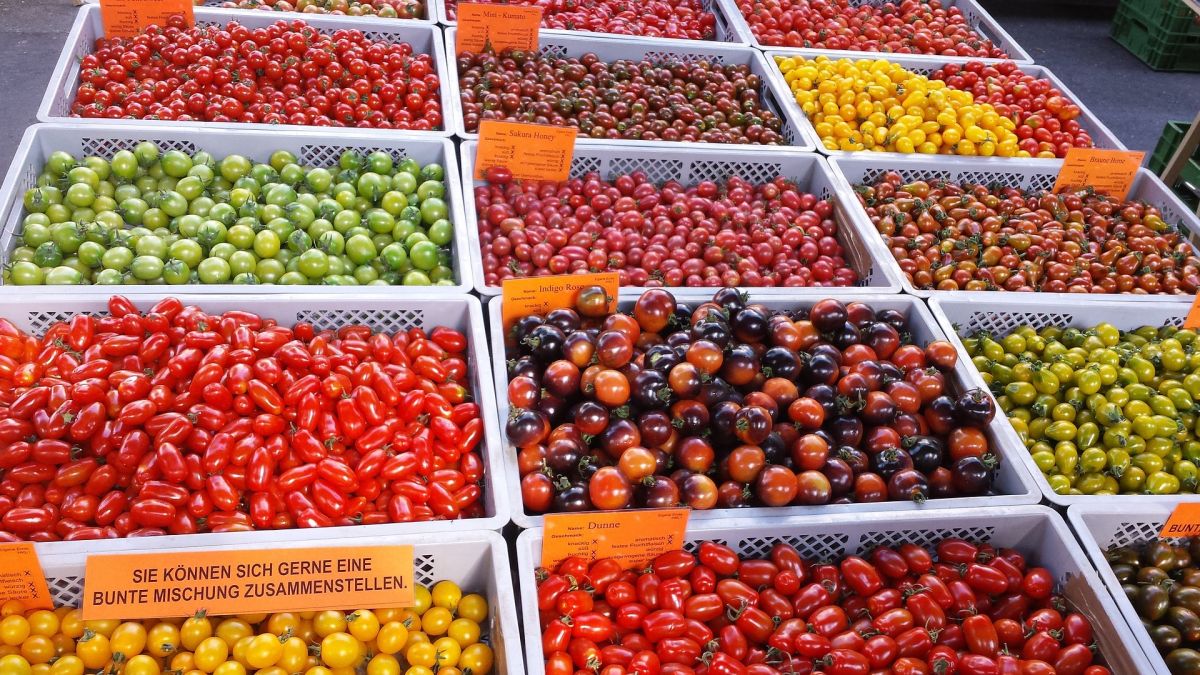 In den vergangenen fünf Jahren ist der Verkaufsanteil kleinerer Tomatentypen von 29 % auf 39 % gestiegen. Auch im Erwerbsanbau dominieren heute kleinfrüchtige Tomaten. 