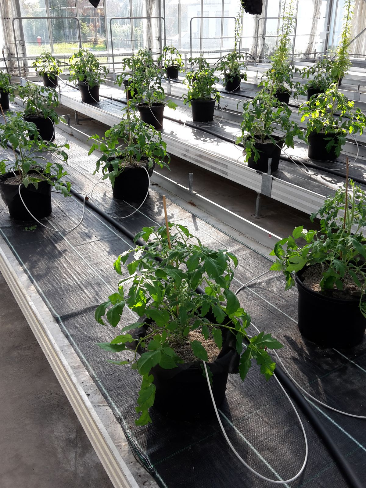 Versuchsaufbau eines Tomatenexperiments: Im Projekt „DELLA-STRESS“ wird neben der Modellpflanze Arabidopsis thaliana auch mit den Kulturpflanzen Reis (Oryza sativa) und Tomate (Solanum lycopersicum) gearbeitet.