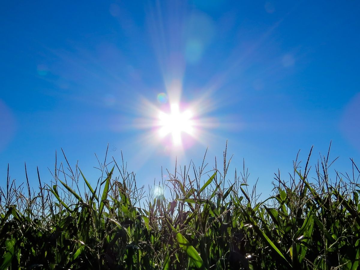 Das Team kam zu dem Ergebnis, dass Klimaextreme für 43 Prozent der Ertragsschwankungen bei Mais verantwortlich sind.
