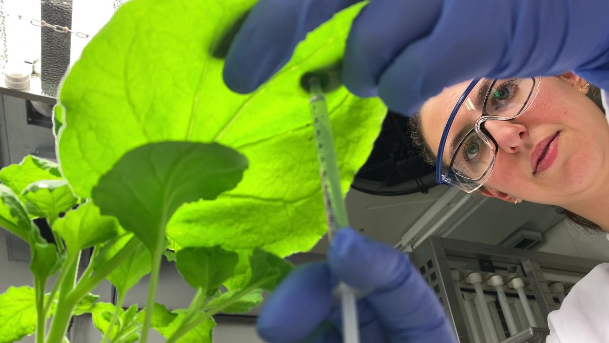 Mit Pflanzen Corona bekämpfen? – „Molecular Farming“ macht Pflanzen zu grünen Bioreaktoren für Antikörpertests