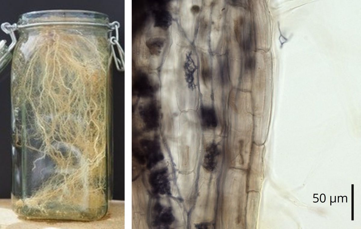 Links: Ausgewaschene Maiswurzel. Rechts: Mikroskopbild einer durch den AM-Pilz Rhizophagus irregularis kolonisierten Maiswurzel. Der Pilz wurde durch Tinte angefärbt
