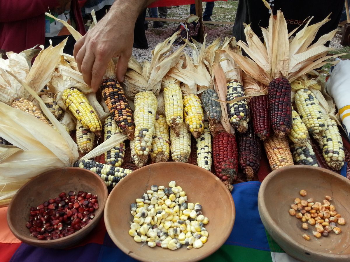 Natürliche Vielfalt: Mais gibt es heute in vielfältigen Variationen.