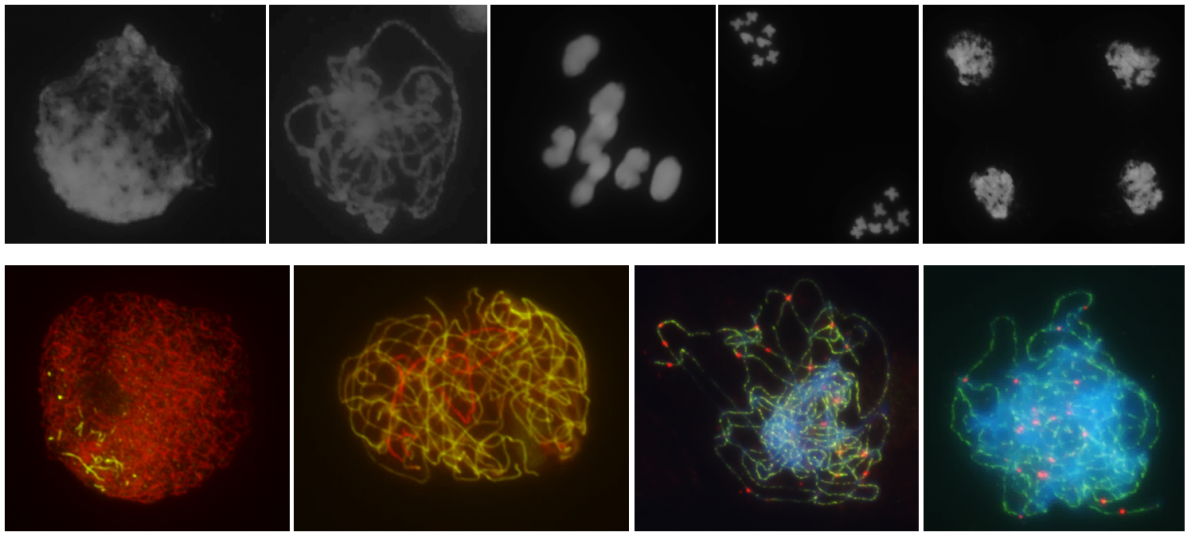 Gerstenzellen unterm Mikroskop: Oben: Chromosomen während der männlichen Meiose; Unten: Immunlokalisierung verschiedener Proteine während der männlichen Meiose.
