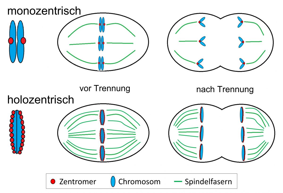 Die Chromosomen der meisten Lebewesen haben monozentrische Chromosomen (oben links) die Pflanze R. pubera aber holozentrische (unten links). Das könnte die Kernteilung (Mitte und rechts) beeinflussen.

