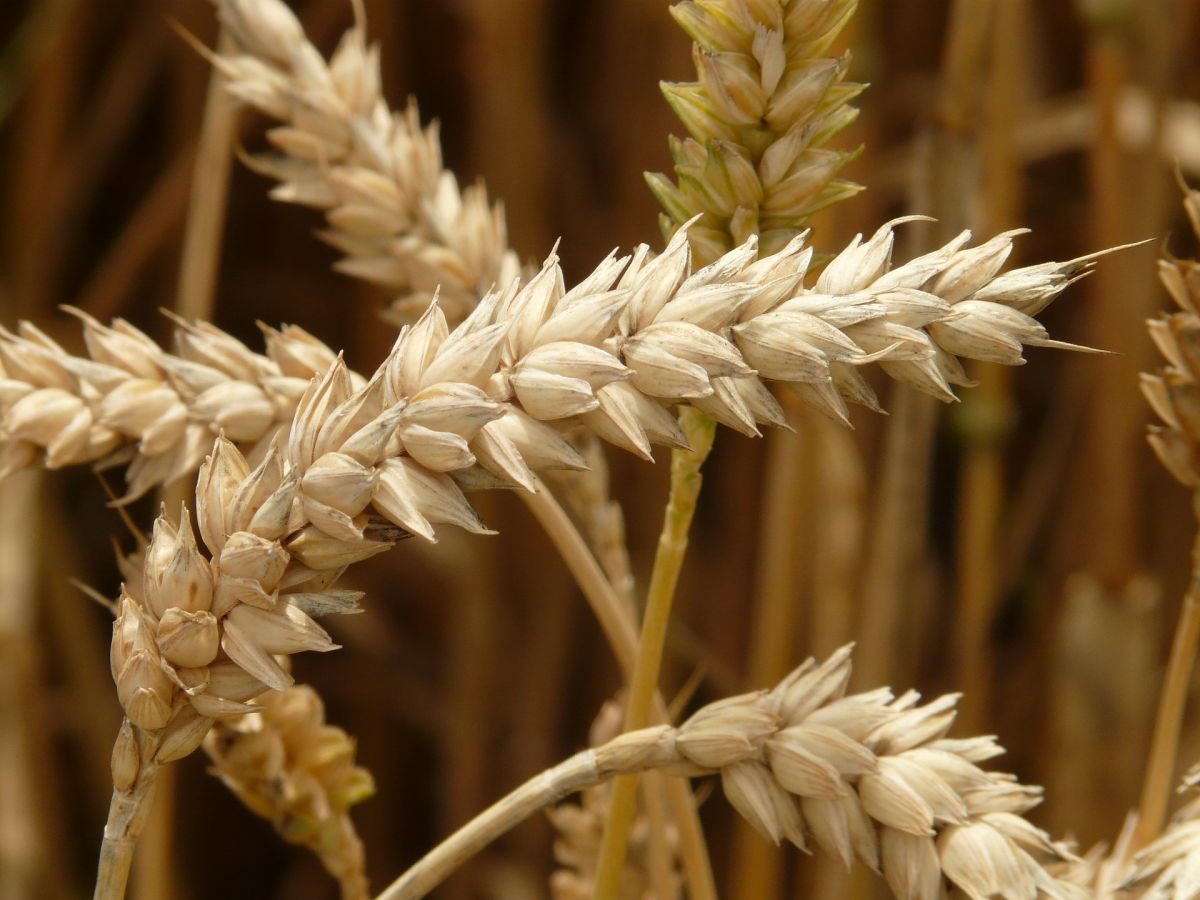 Der heutige Weizen ging aus der Kreuzung verschiedener Getreide- und Wildgrasarten hervor. (Bildquelle: © Hans/Pixabay.com/CC0)