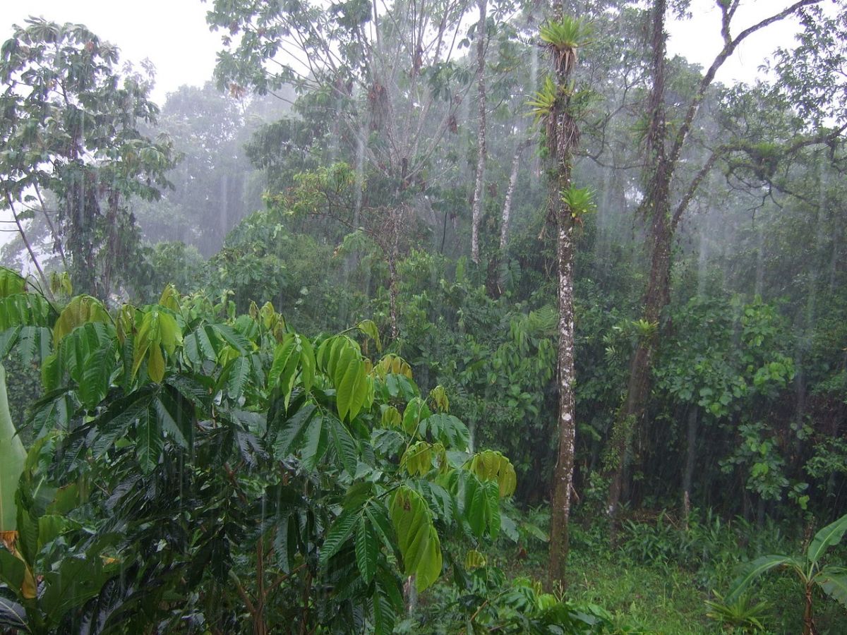 Tropischer Regenwald: Durch hohe Temperaturen und viel Feuchtigkeit wird hier organische Materie sehr schnell umgesetzt. (Bildquelle: © Lion Hirth/wikimedia.org; gemeinfrei)