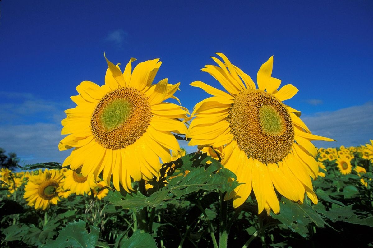 Eine neigt sich nach rechts, eine nach links – so bekommt jede Pflanze genug Sonne! (Bildquelle: © pixabay; CC0)