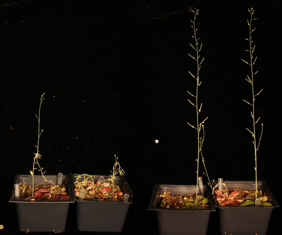 Arabidopsis-Pflanzen, die mit dem Rüben-Knitter-Virus (TMV) infiziert wurden: mit ascr#18 (rechts) behandelt, ohne ascr#18 (links).
