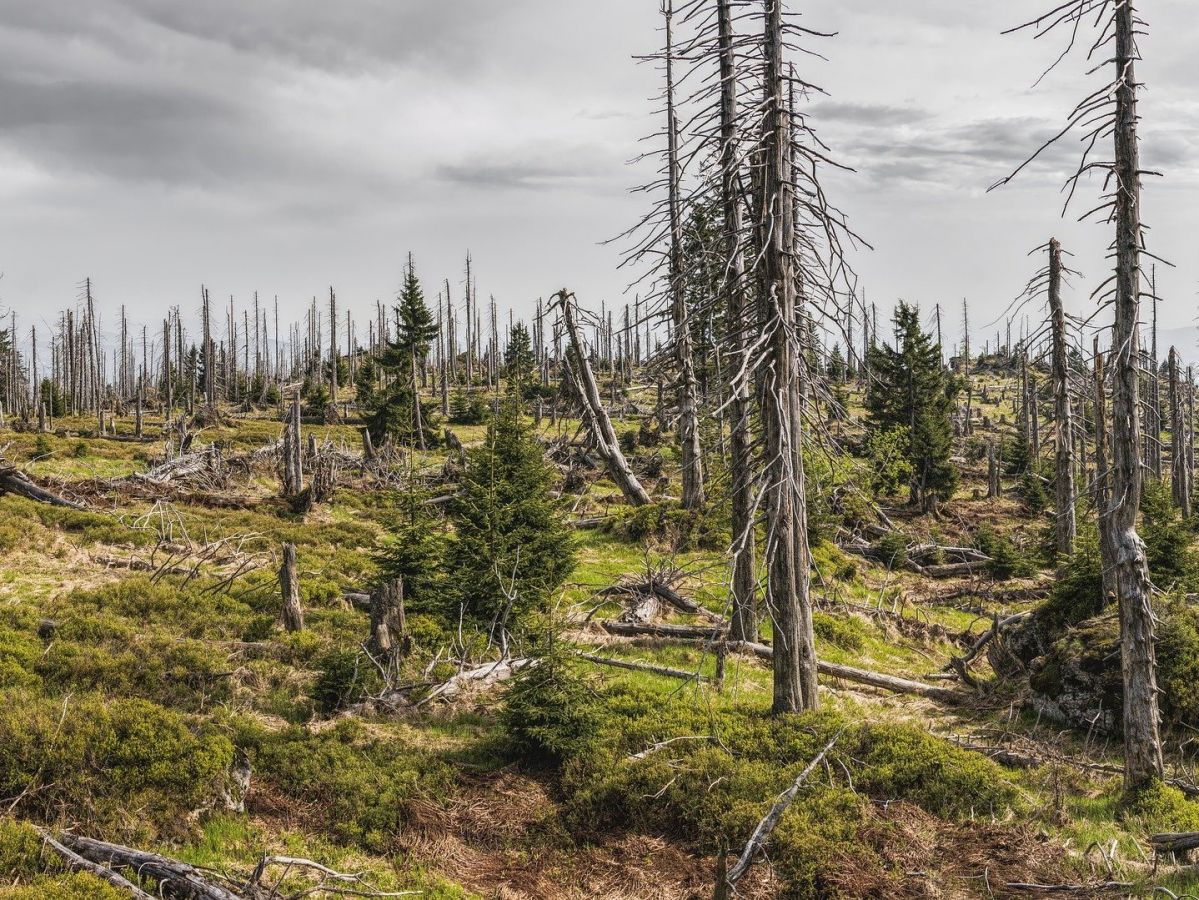 Um unsere heimischen Wälder steht es schlecht. (Bildquelle: © FelixMittermeier/Pixabay/CC0)