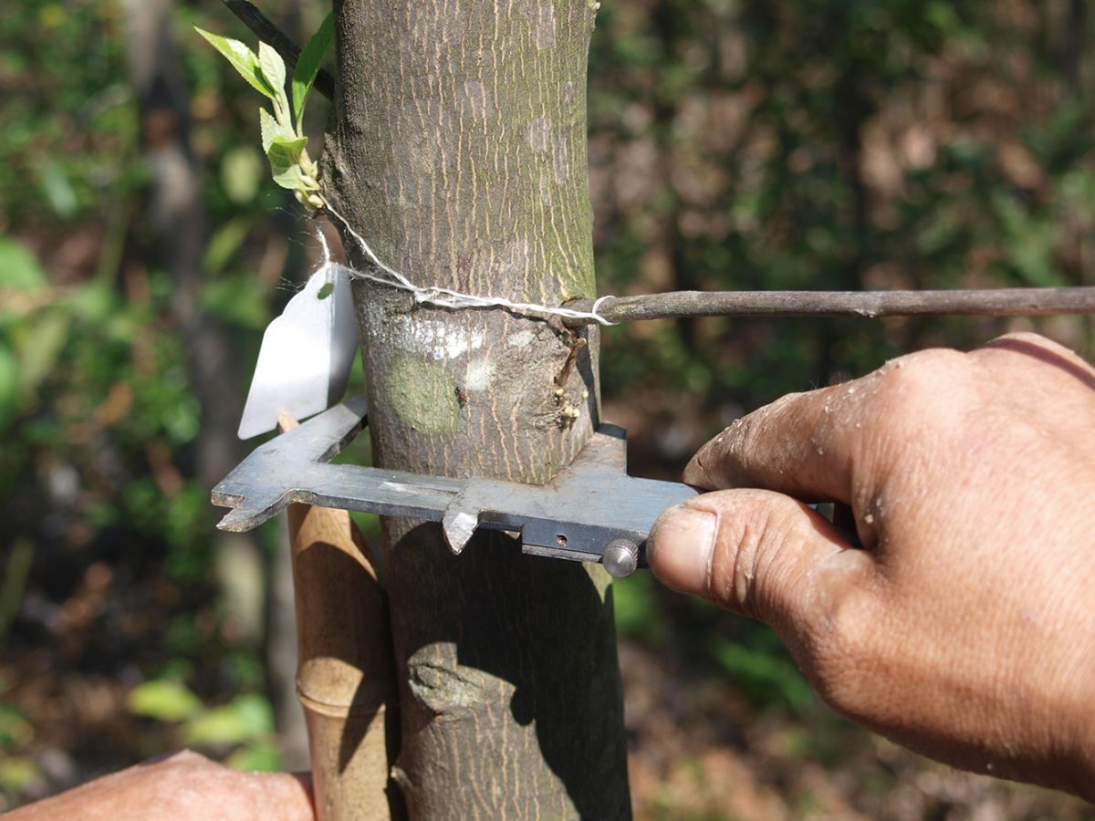 Vermessung eines Baumes im Rahmen der Studie zur Wachstumsstabilität von Wäldern unter Klimastress. (Bildquelle: © Stefan Trogisch)