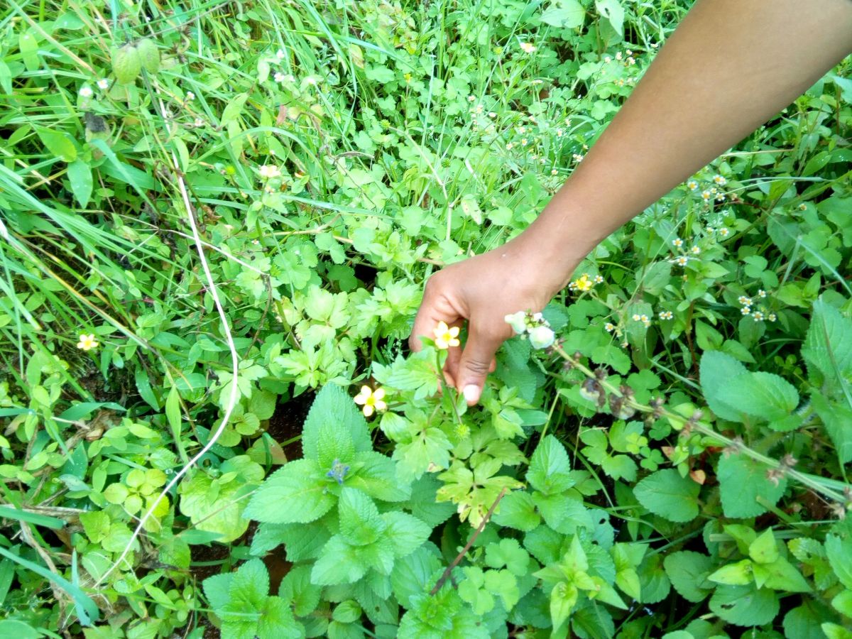 Hahnenfußgewächs Ranunculus multifidus: Extrakte der Pflanze linderten die Symptome von mit Malaria infizierten Mäusen. (Bildquelle: © Prof. Dr. Kaleab Asres)