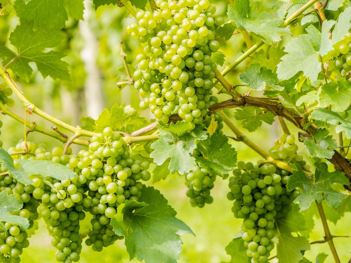 Der Wein von neuen pilzresistenten Rebensorten soll auch sehr gut schmecken. Damit das gelingt, hat das Projekt 
