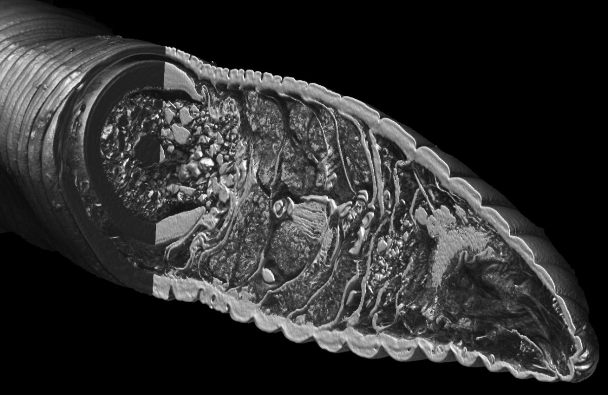 Das neue Verfahren ermöglicht auch die dreidimensionale Darstellung von Regenwürmern. (Bildquelle: © Alexander Ziegler/ Biosolutions)