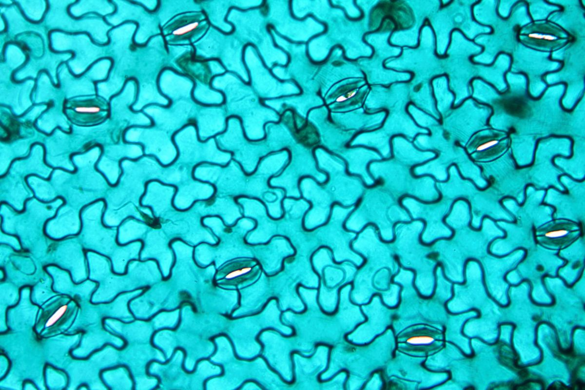 Stomata sind mikroskopisch kleine Poren auf den Blättern von Pflanzen. (Bildequelle: © iStock.com/imv)