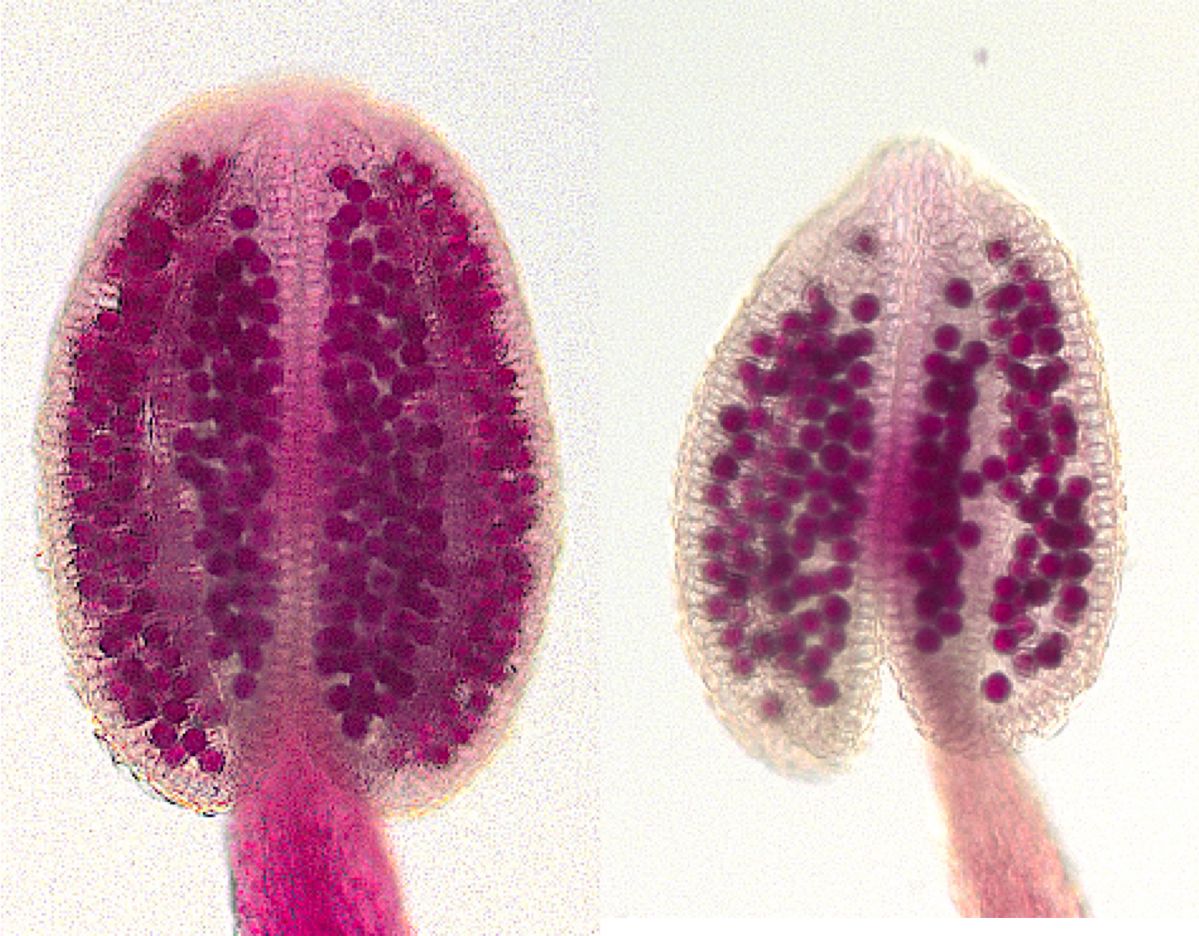Reife Staubbeutel der Ackerschmalwand: Im Vergleich zum Wildtyp (links) enthält die rdp1-Mutante (rechts) nur die Hälfte der Pollenkörner. (Bildquelle: © Hiroyuki Kakui / Universität Zürich)