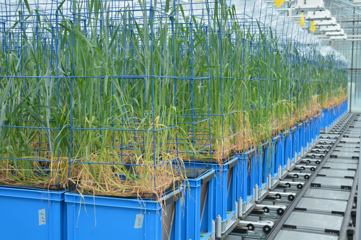 In einem großen Phänotypisierungs-Experiment wachsen in bierkastengroßen Boxen Weizen (hier abgebildet) und Maispflanzen unter verschiedenen Bedingungen.
