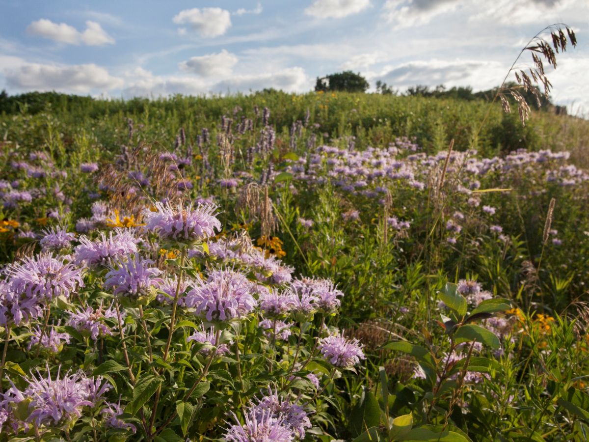 Wildblumen auf der Prärie: Je größer die Artenvielfalt, desto besser das Nährstoffangebot im Boden. (Bildquelle:  © iStock.com/Tee-roy)
