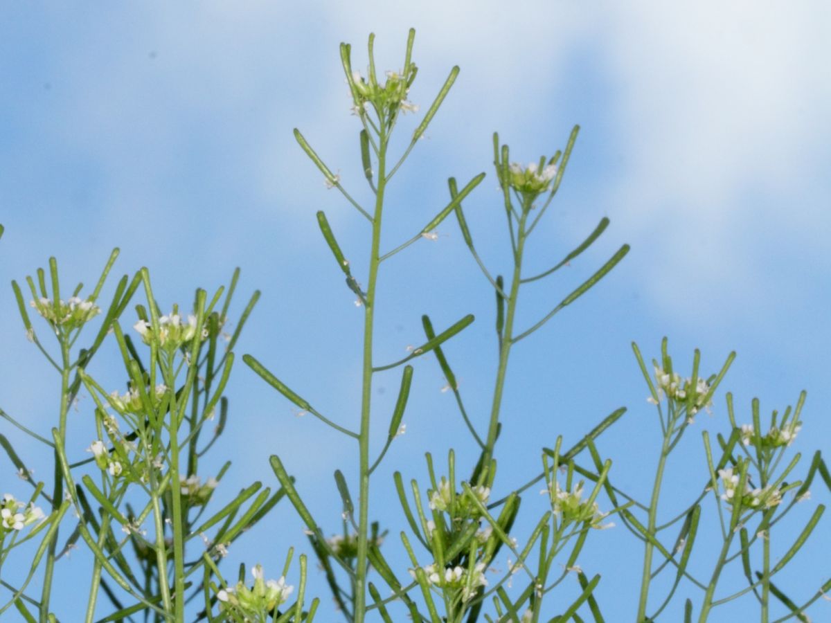 Pflanzen schützen ihre wichtigsten Gene. Diese Entdeckung gelang dem Forschungsteam am Modellorganismus Arabidopsis thaliana. (Bildquelle: © Max-Planck-Institut für Biologie Tübingen)