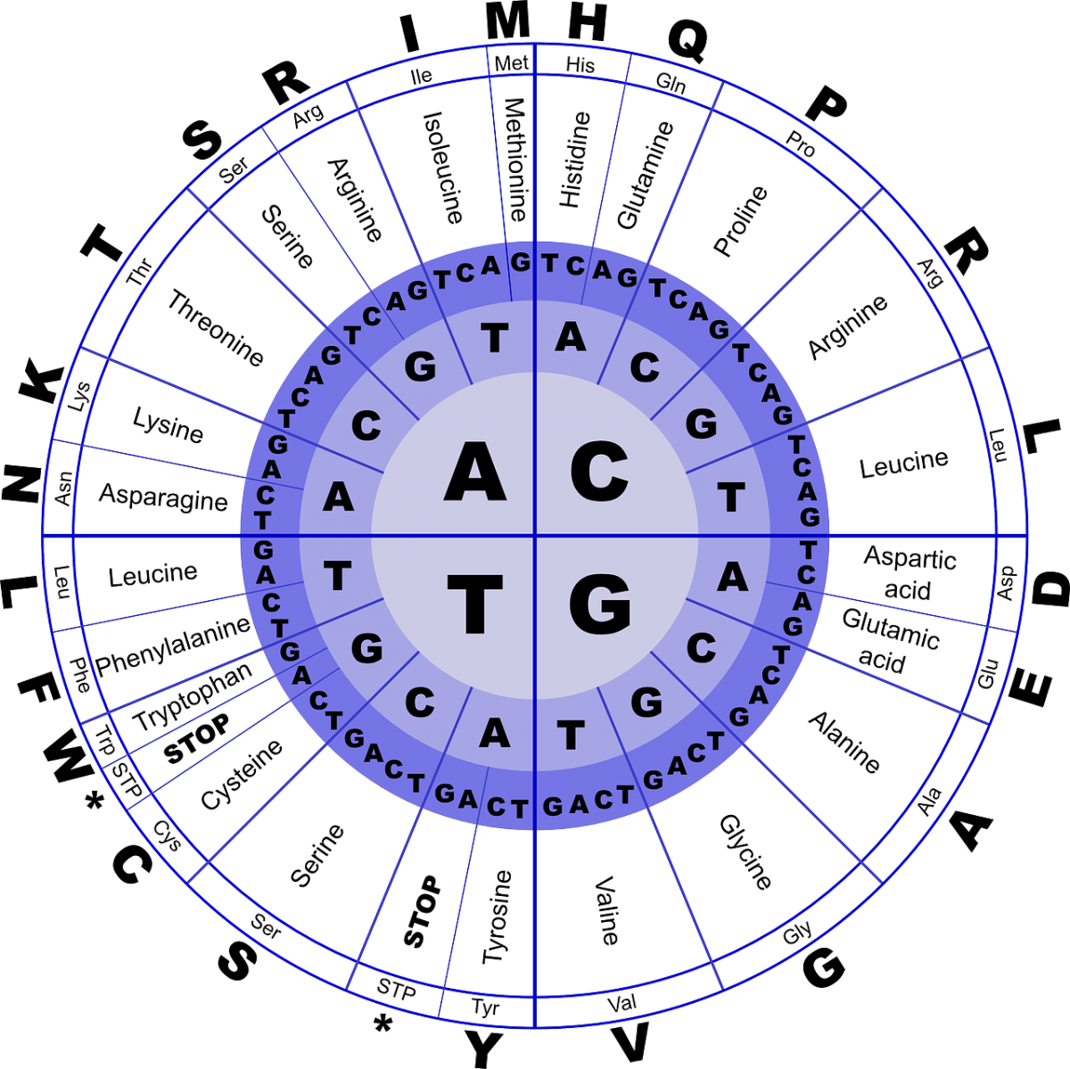 Codon-Übersicht: In der Mitte stehen die vier Buchstaben A,C,G und T. Werden diese mit zwei weiteren Basen kombiniert, erhält man am Ende eine Aminosäure. Jeder Buchstabe steht für eine andere Aminosäure. Das Schaubild zeigt, dass manche Aminosäuren aus verschiedenen Basen-Kombinationen bestehen, z. B. Proline.