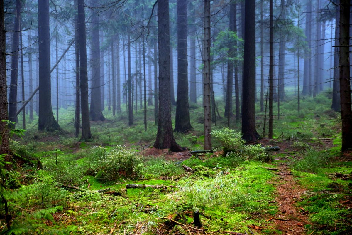 Auch Waldökosysteme haben typische Pflanzengemeinschaften.